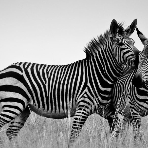 Zebras